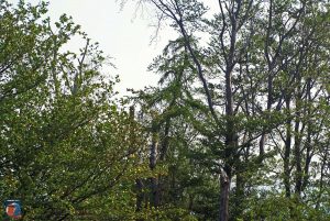 Natur