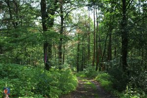 Natur