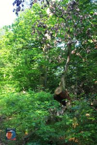 Natur
