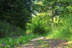 Natur