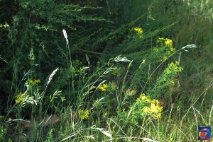 Natur