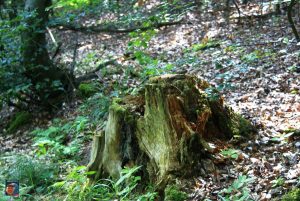 Natur