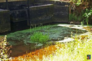 Jägersbleeker Teich
