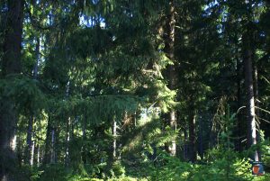 Dreibodesteine