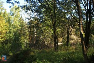 Dreibodesteine