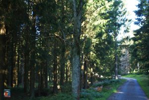 Dreibodesteine