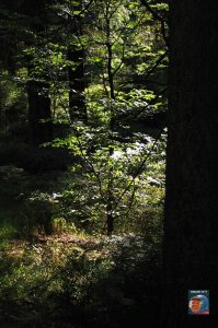 Dreibodesteine