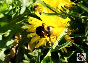 Hummel