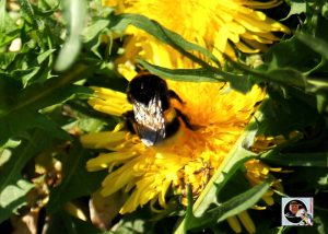 Hummel