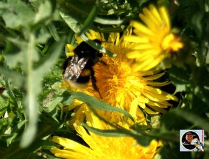 Hummel
