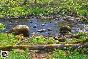 Waldgaststätte Rinderstall