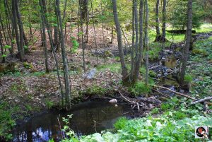 Waldgaststätte Rinderstall