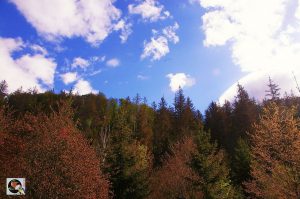 Waldgaststätte Rinderstall
