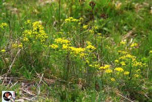 Waldgaststätte Rinderstall