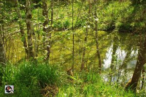 Waldgaststätte Rinderstall