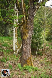 Waldgaststätte Rinderstall