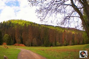 Waldgaststätte Rinderstall