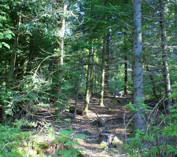 Kuttelbacher Teich