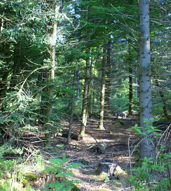 Kuttelbacher Teich
