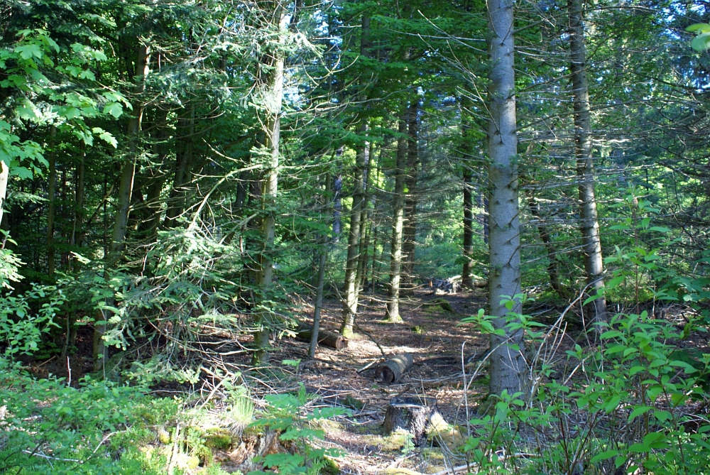 Kuttelbacher Teich