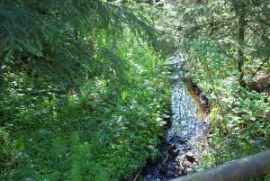 Kuttelbacher Teich