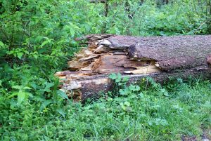 Kuttelbacher Teich