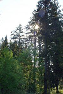 Kuttelbacher Teich