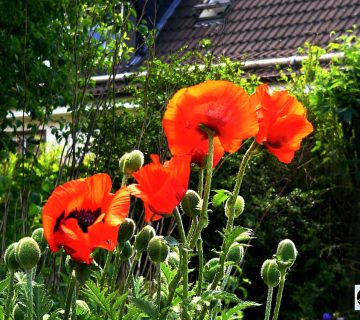Mohn
