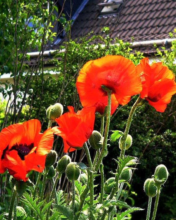Mohn