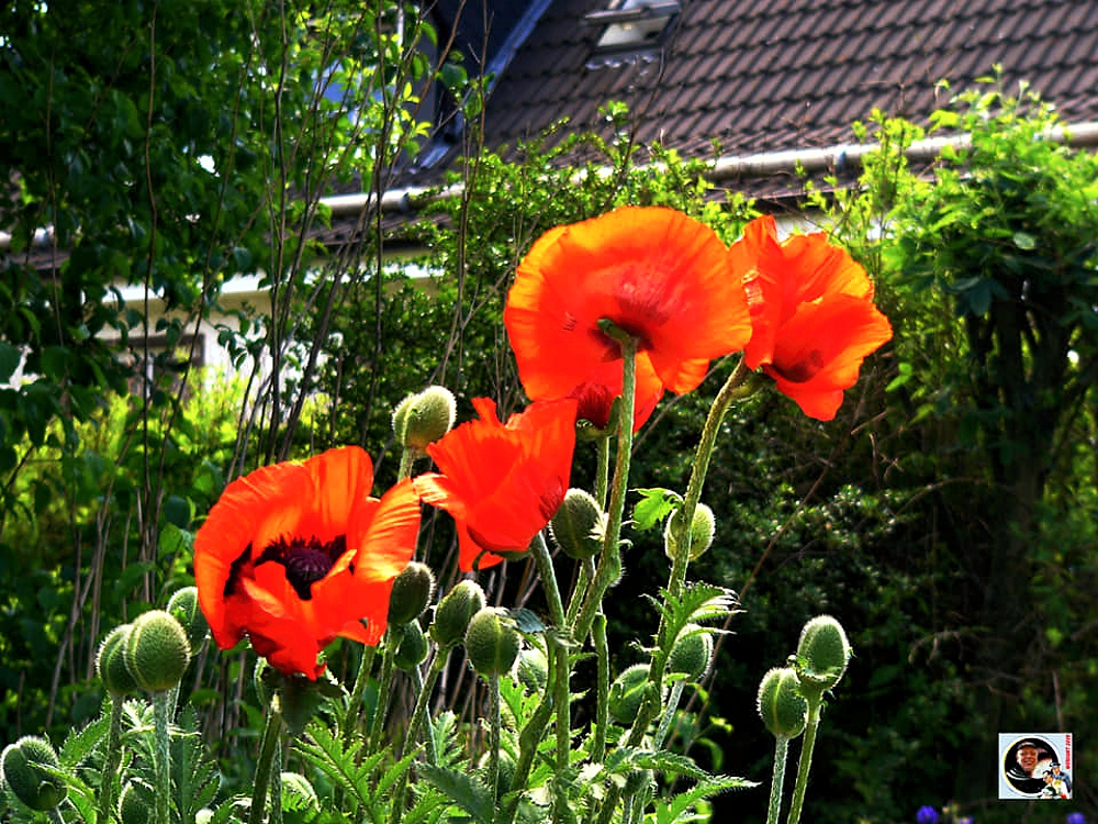 Mohn