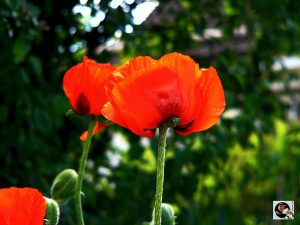 Mohn