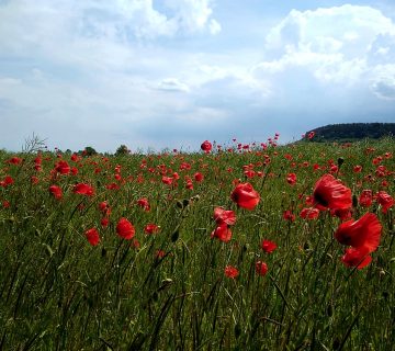 Mohn
