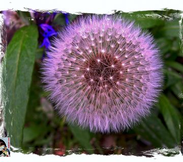 Pusteblume