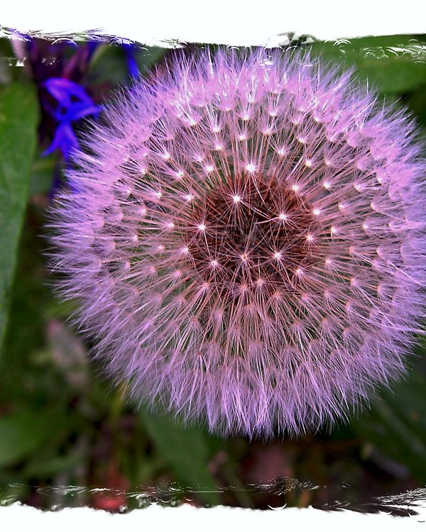 Pusteblume
