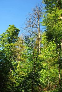 Wolfsbachtal