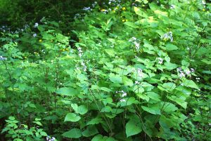 Wolfsbachtal