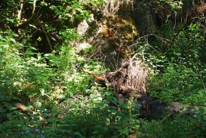 Wolfsbachtal