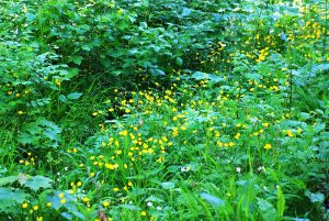 Wolfsbachtal