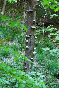 Wolfsbachtal