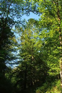 Wolfsbachtal