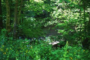 Wolfsbachtal