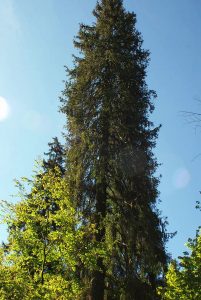Wolfsbachtal