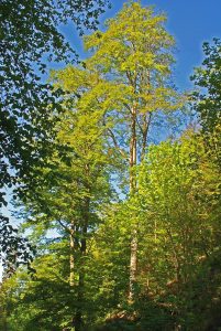 Wolfsbachtal
