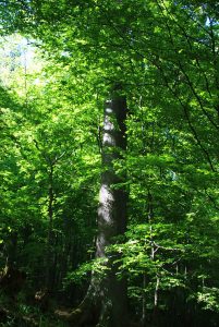 Wolfsbachtal