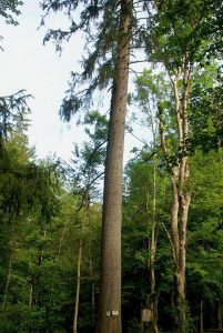 Barenberg