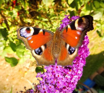 Schmetterling & Co zu Besuch in Wiedelah