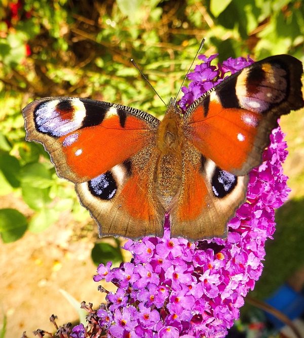 Schmetterling & Co zu Besuch in Wiedelah