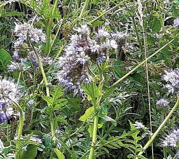 Bienenweide