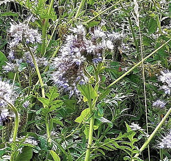 Bienenweide
