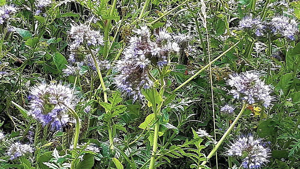 Bienenweide